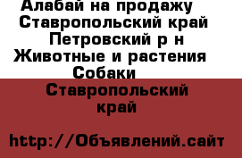 Алабай на продажу  - Ставропольский край, Петровский р-н Животные и растения » Собаки   . Ставропольский край